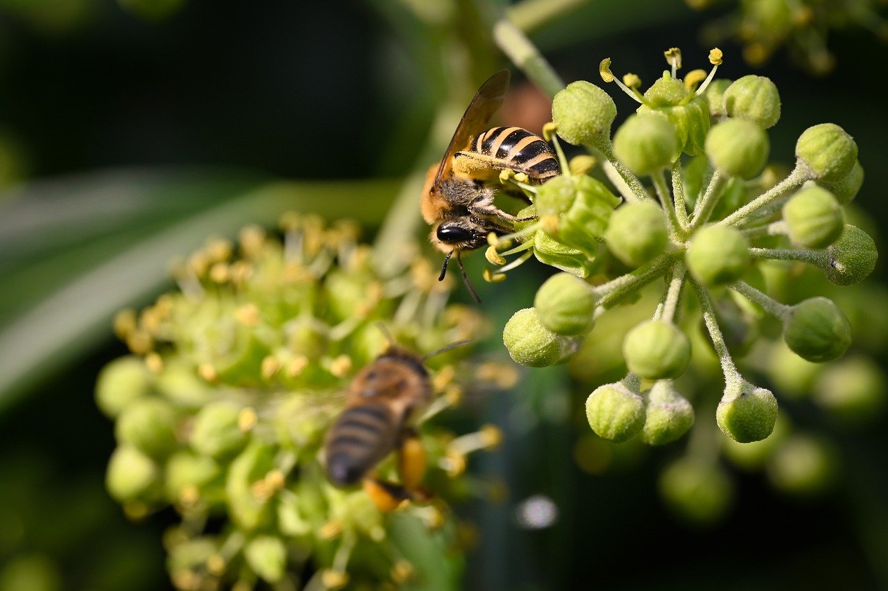 bee, insect, nature, flower background, macro, pollination, close up, honey bee, flower wallpaper, entomology, world bee day, beautiful flowers, blossom, bloom, nectar, pollen, flower