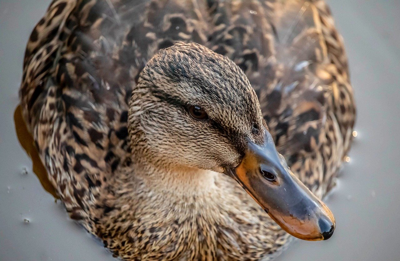 duck, bird, pens, beak, mac wallpaper, cool backgrounds, beautiful nature, free wallpaper, full hd wallpaper, nature background, laptop wallpaper, waterfowl, nature wallpaper, wallpaper hd, wild ducks, cute, fluffy, nature, 4k wallpaper 1920x1080, portrait, desktop backgrounds, windows wallpaper, free background, background, 4k wallpaper, hd wallpaper, beautiful wallpaper, wallpaper 4k, wallpaper