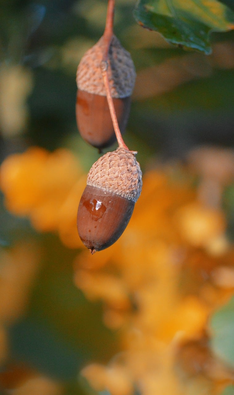 acorns, oak leaves, nature, branch, leaves, deciduous tree, fruit, nut fruit, aichel, ecker, nature wallpaper, mobile wallpaper
