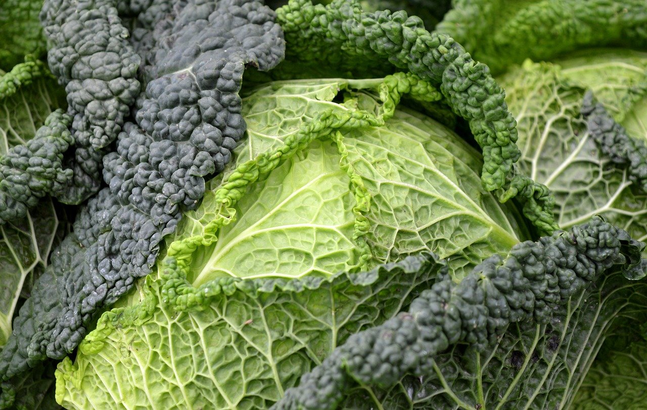 savoy, cabbage, green, vegetables, healthy, vitaminenatur, food, vegetable cabbage, wirz