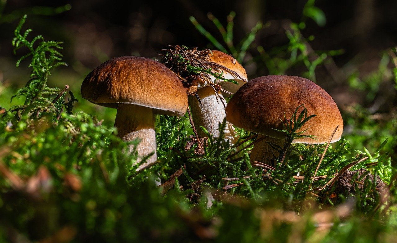 boletus, mushroom, nature, forest, edible, moss, forest floor, food