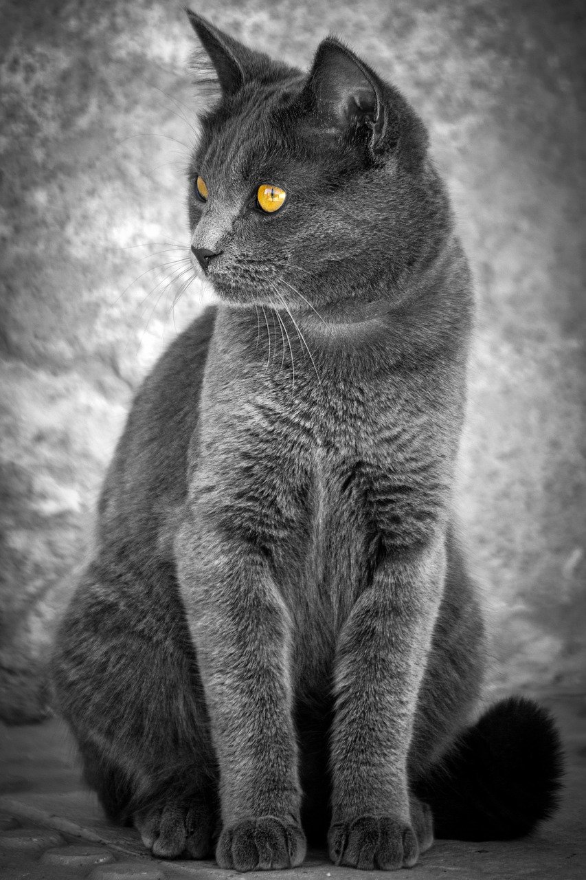 cat, mascot, feline, portrait, eyes, tail, hair, yellow, animal