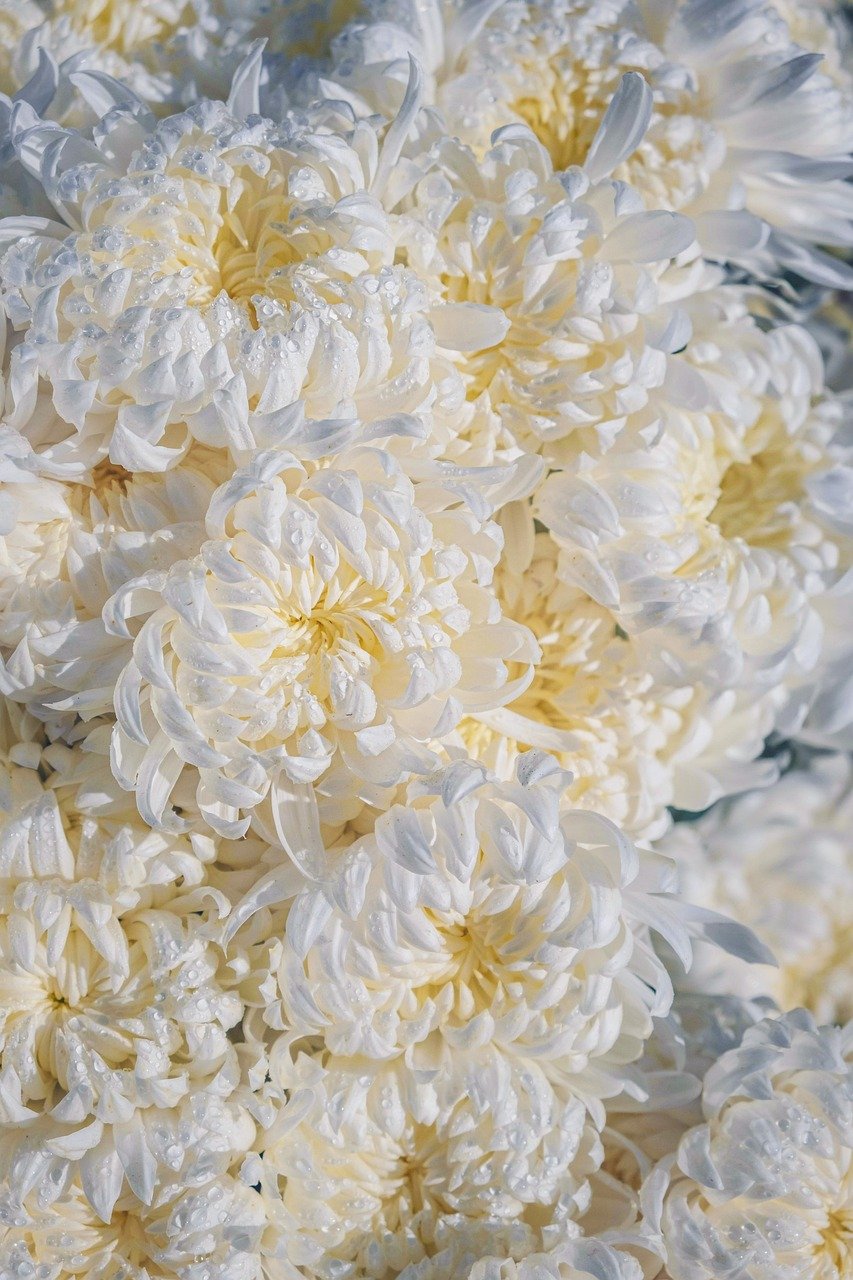 chrysanthemums, flower, flora, blossom, bloom, fall, close up, floral arrangement, petals, yellow, white, botany
