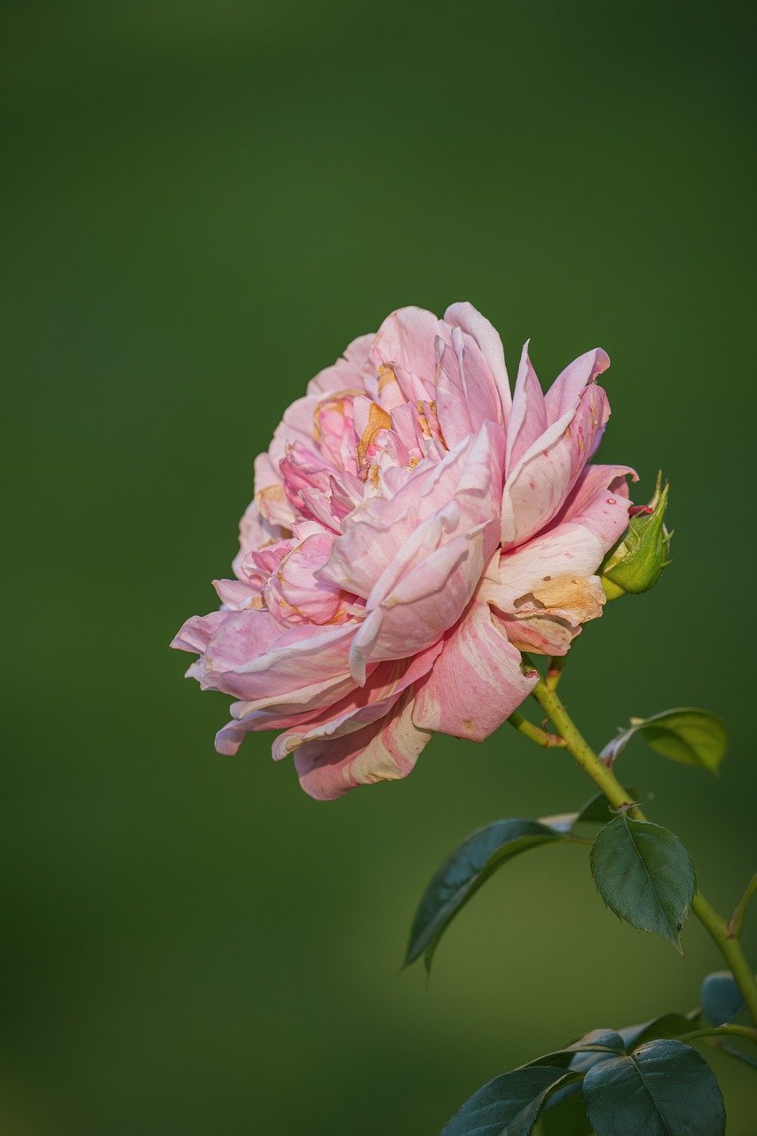 rose, flower background, rose flower, nature, flower, flower wallpaper, rose blossom, petals, flora, plant, beautiful flowers, rose blossom pink, fall