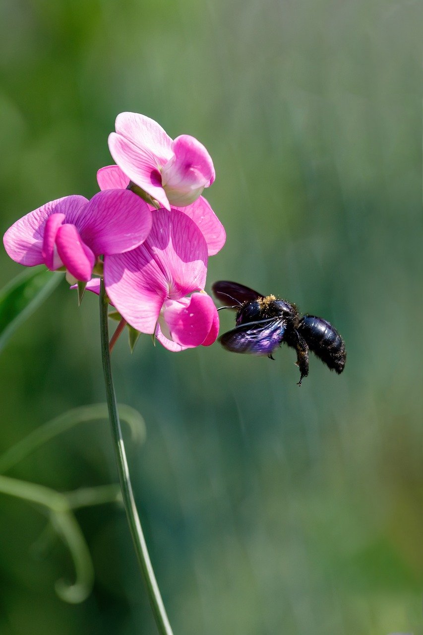 fall, nature, insect, bee, carpenter bee, close up, flower