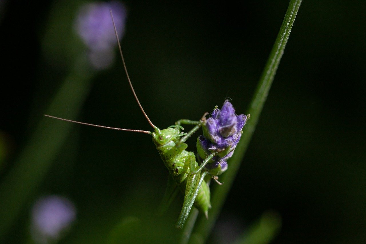 nature, insect, grasshopper, close up, heupferdchen, blossom, bloom, lavender
