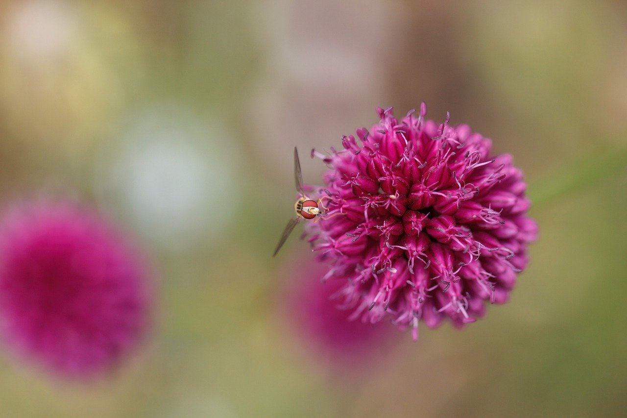 nature, flower, insect, hover fly, close up, pollination, food intake