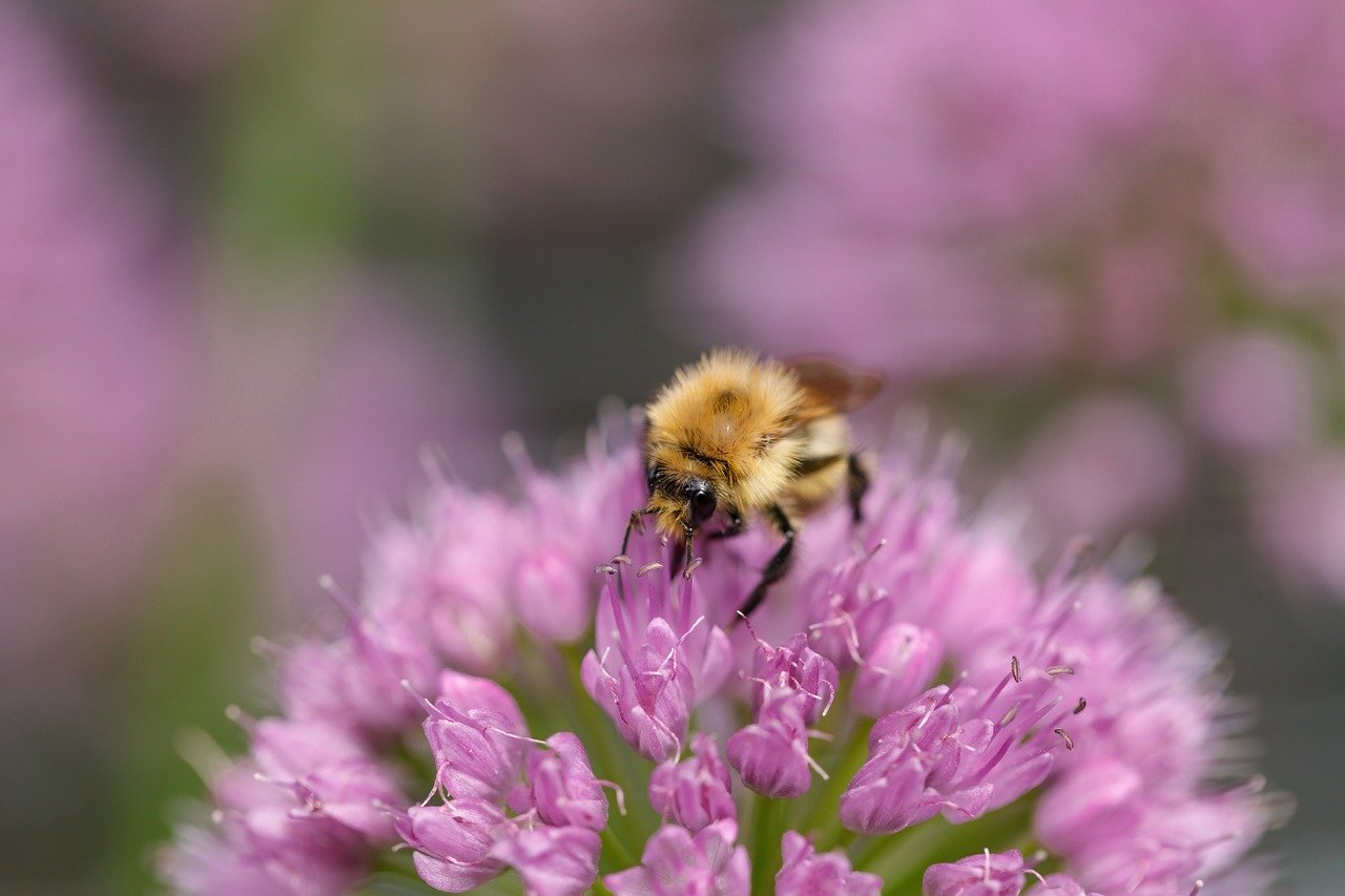 nature, flower wallpaper, flower, flower background, blossom, beautiful flowers, bloom, insect, bumblebee, close up