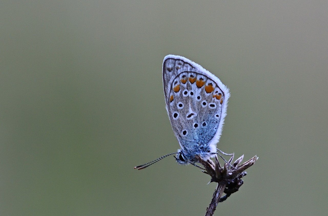 butterfly, hhehechel-bluish, bluish, butterflies, nature, wing, close up, meadow, grass, summer, butterfly wings, sunrise