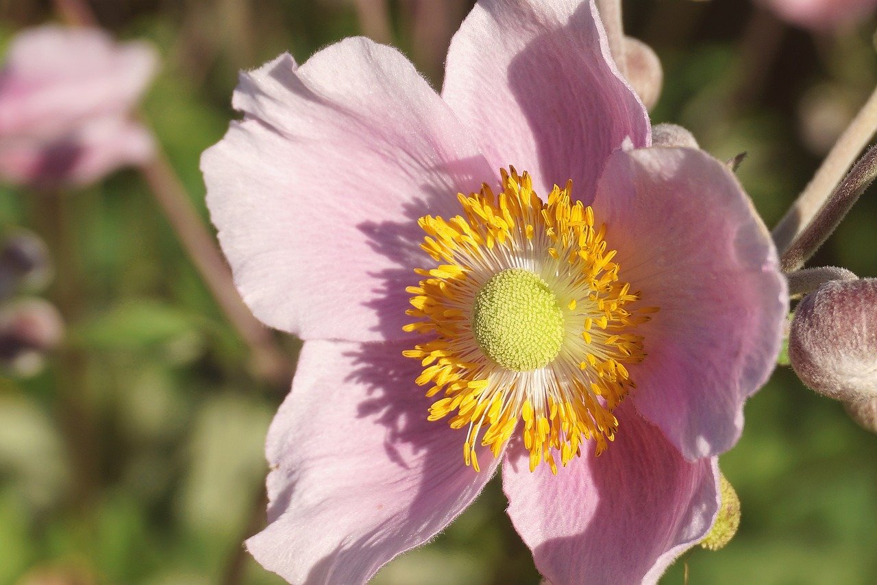 flower, laptop wallpaper, anemone, plants, hellebore, nature background, full hd wallpaper, mac wallpaper, buttercup, pink flowers, hd wallpaper, cereal, bloom, nature, beautiful nature, closeup, 4k wallpaper 1920x1080, wild nature, flora, wallpaper hd, beautiful flowers, wallpaper, autumn anemone, desktop backgrounds, garden, garden plant, nature wallpaper, close up, flower wallpaper, cool backgrounds, flower background, anemone crown, 4k wallpaper, free wallpaper, beautiful wallpaper, floral background, stamens, windows wallpaper, wallpaper 4k, composites, free background, glaucoma, pink anemone