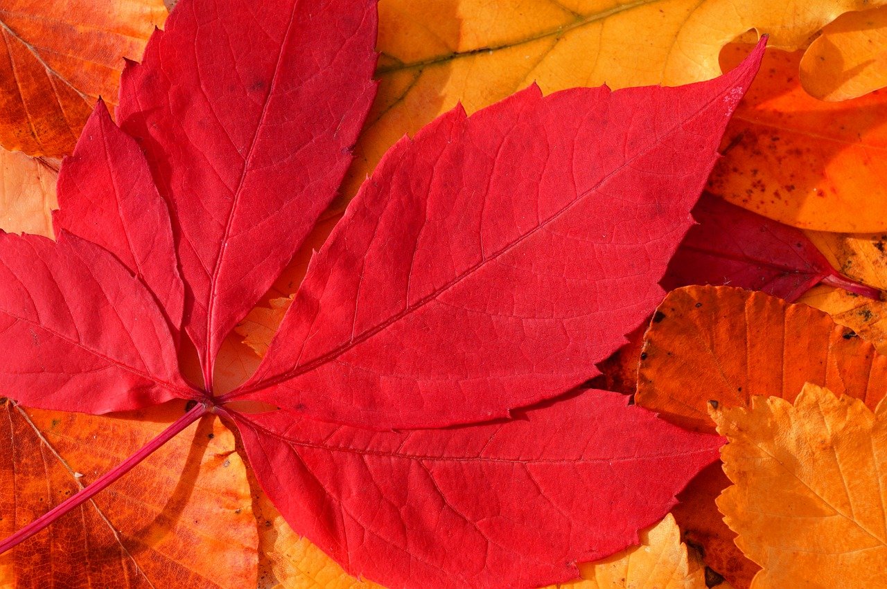 autumn leaves, fall, leaves, leaf veins, leaf buds, autumn colors, fall season, close up, nature, autumn color, autumnal, season, autumn mood, bright colours, nature wallpaper, hd background, autumn motif