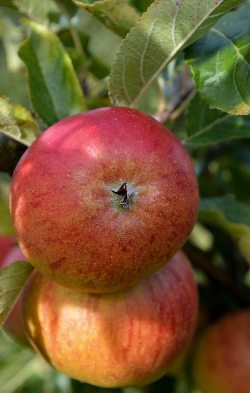 holstein cox, apples, fruit, apple tree, ripe, yummy, healthy, fresh, fruit tree, close up, nature, nature wallpaper, vitamins