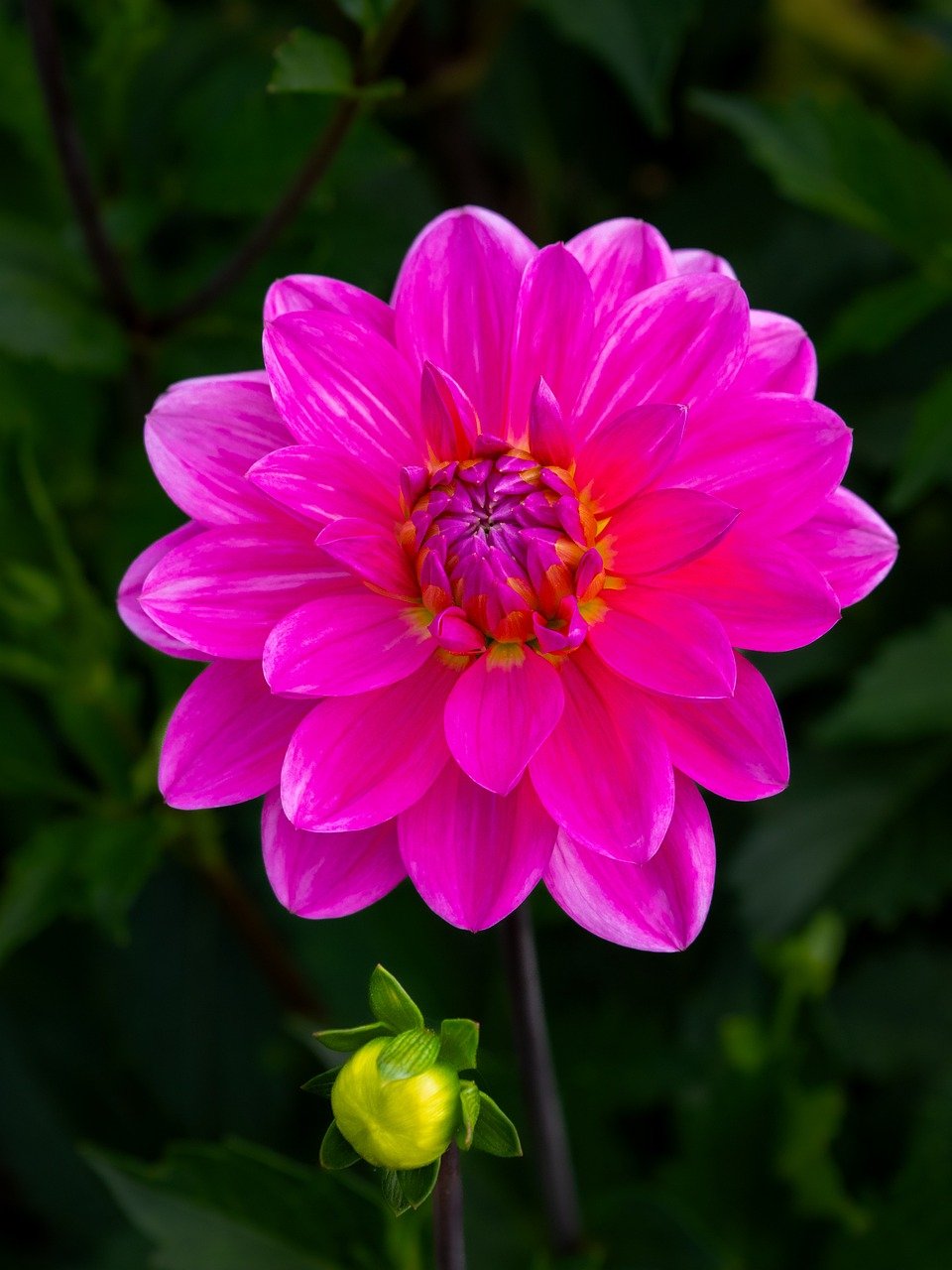 flower, dahlia, pink, blossom, bloom, flora, botany, garden, nature, close up, background, summer, flower wallpaper, phone wallpaper, petals, plant, bud, wallpaper, full hd wallpaper, mac wallpaper, 4k wallpaper, vertical shot, flower photography, gorgeous