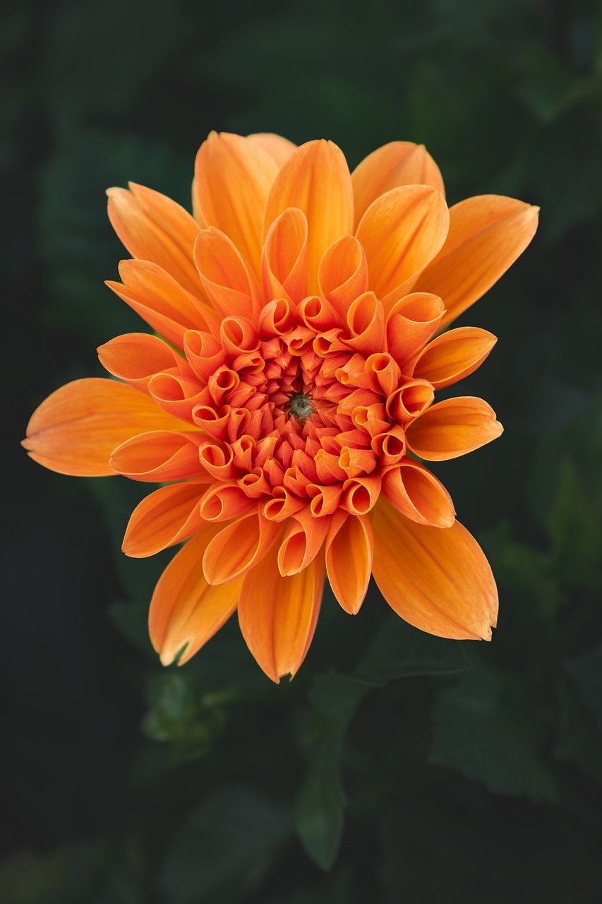flower, dahlia, blossom, bloom, flora, botany, garden, nature, close up, background, summer, yellow, red, orange, summer flower, august, laptop wallpaper, 4k wallpaper, floriculture, flower wallpaper, plant, vertical shot, mobile wallpaper, bud, petals