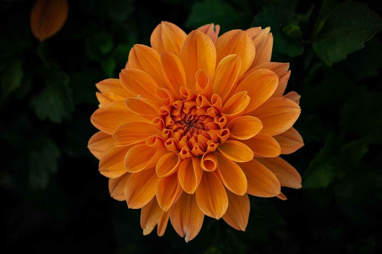 flower, dahlia, blossom, free background, wallpaper hd, nature wallpaper, bloom, flora, botany, garden, 4k wallpaper 1920x1080, laptop wallpaper, nature background, nature, full hd wallpaper, close up, background, floral background, summer, yellow, red, orange, summer flower, august, windows wallpaper, flower wallpaper, fly, hd wallpaper, flower background, insect, cool backgrounds, beautiful flowers, beautiful nature, hd background, mac wallpaper, beautiful wallpaper, free wallpaper, desktop backgrounds, wallpaper 4k, 4k wallpaper, splendid