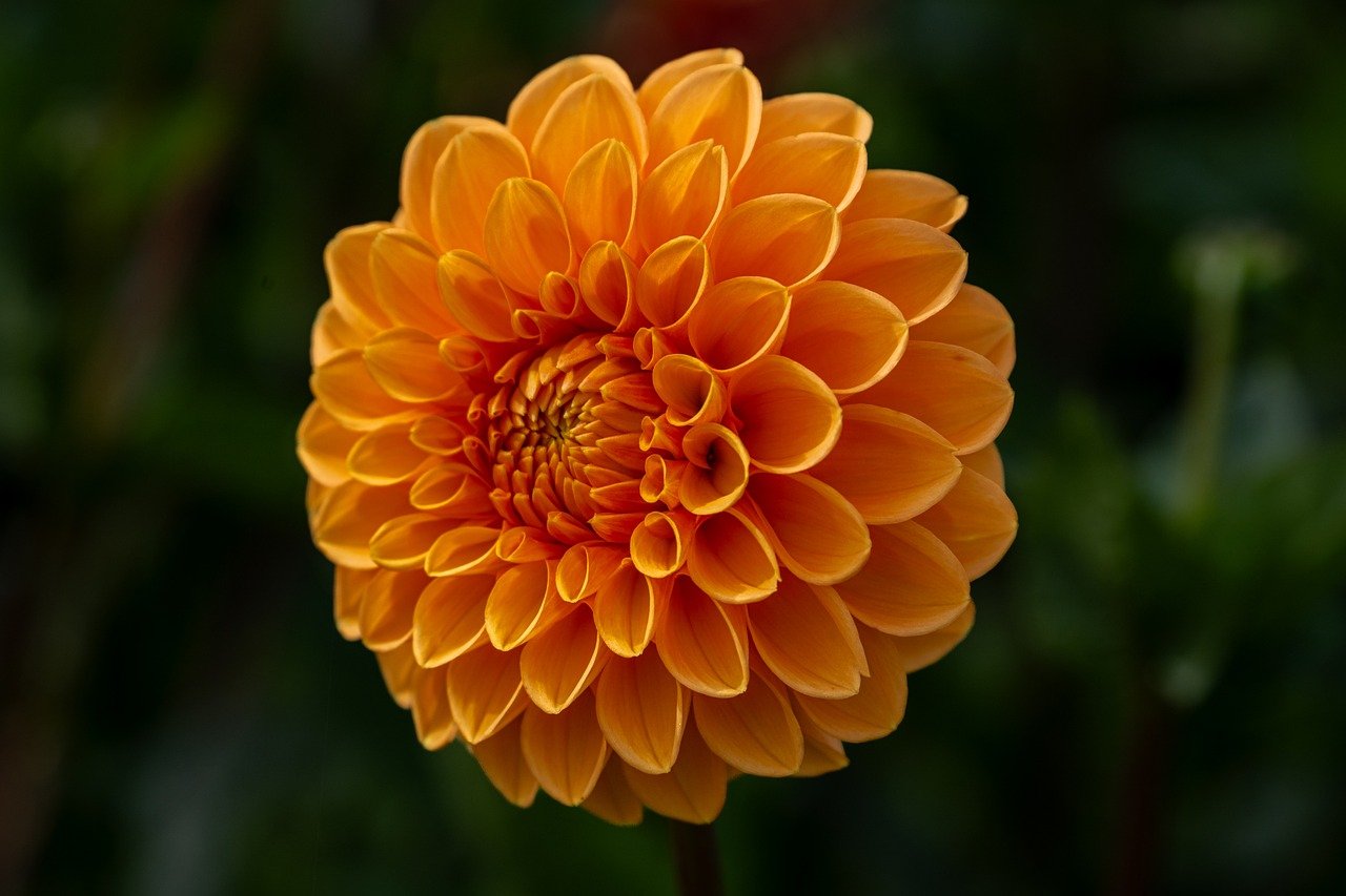 flower, dahlia, wallpaper hd, blossom, beautiful wallpaper, windows wallpaper, bloom, flora, botany, flower background, free background, garden, nature, close up, floral background, background, cool backgrounds, summer, yellow, red, orange, summer flower, august, laptop wallpaper, 4k wallpaper 1920x1080, flower wallpaper, nature background, wallpaper 4k, hd background, mac wallpaper, free wallpaper, hd wallpaper, desktop backgrounds, beautiful flowers, 4k wallpaper, full hd wallpaper, nature wallpaper, splendid, beautiful nature, structure, flower photography