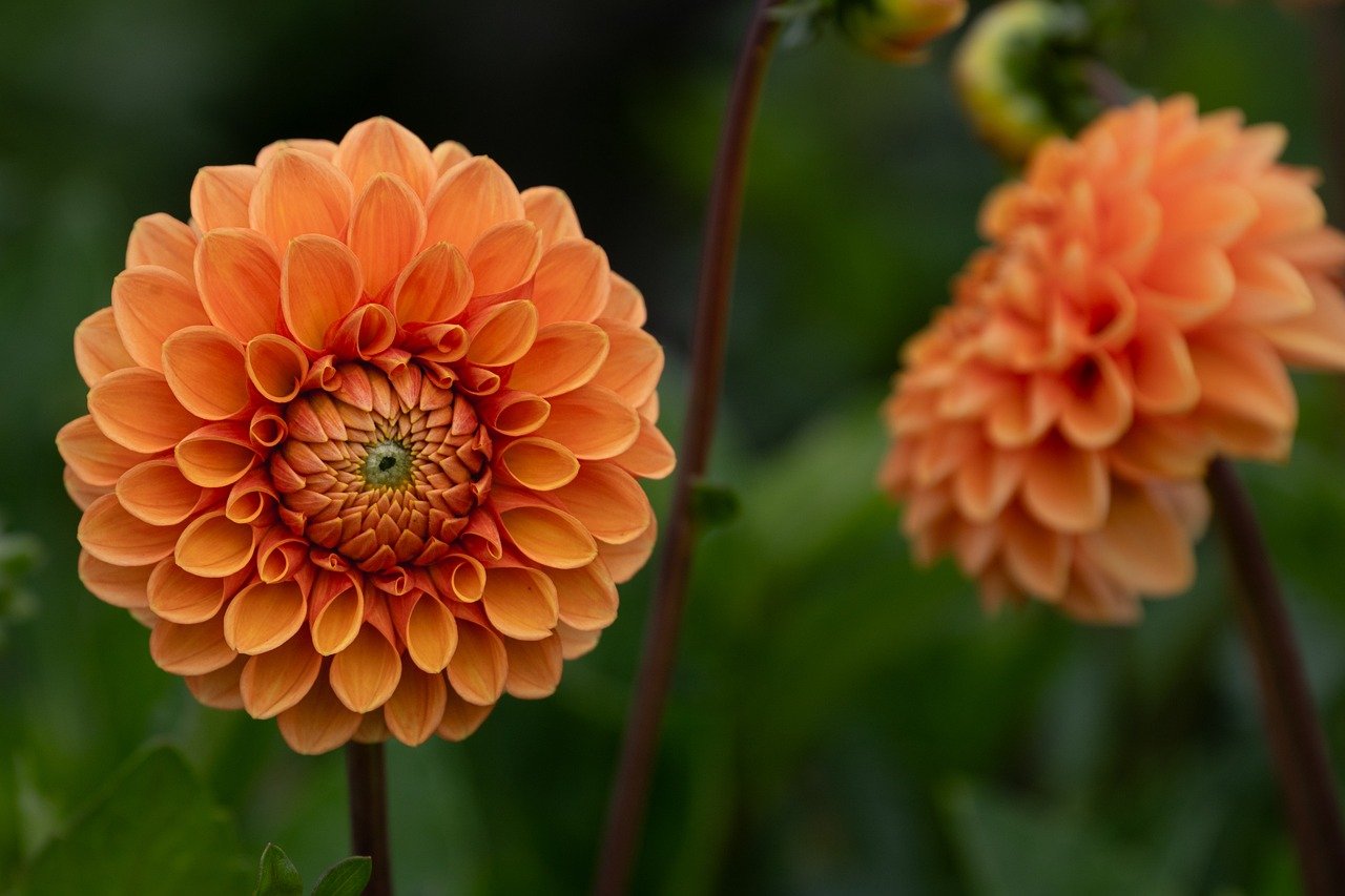 flower, dahlia, blossom, free background, bloom, flora, botany, garden, nature, beautiful wallpaper, full hd wallpaper, close up, nature wallpaper, cool backgrounds, floral background, free wallpaper, background, summer, nature background, beautiful nature, laptop wallpaper, yellow, red, windows wallpaper, orange, summer flower, hd wallpaper, wallpaper 4k, wallpaper hd, august, flower wallpaper, hd background, 4k wallpaper 1920x1080, mac wallpaper, desktop backgrounds, 4k wallpaper, splendid, beautiful flowers, flower background, structure, flower photography