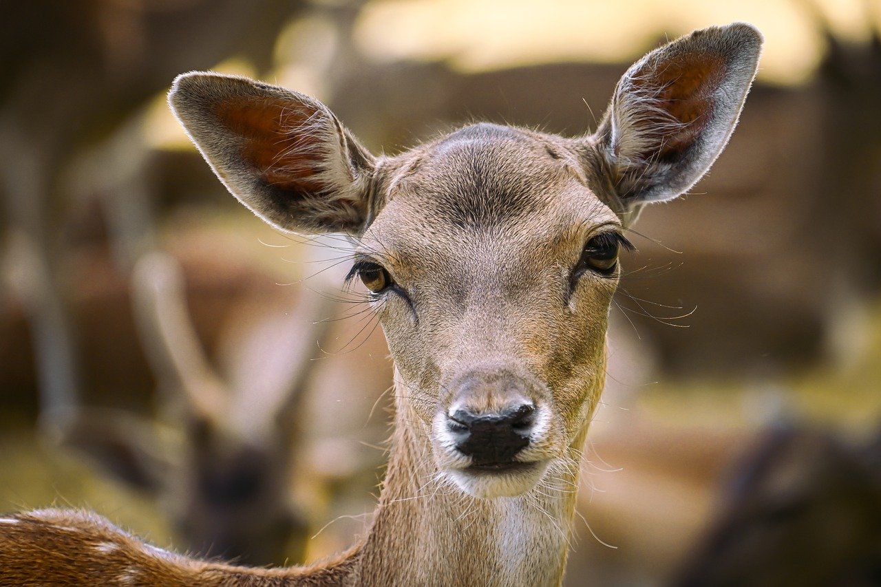 deer, damm wild, nature, wildlife, red deer, animal, mammal, forest animal, shy, roe deer