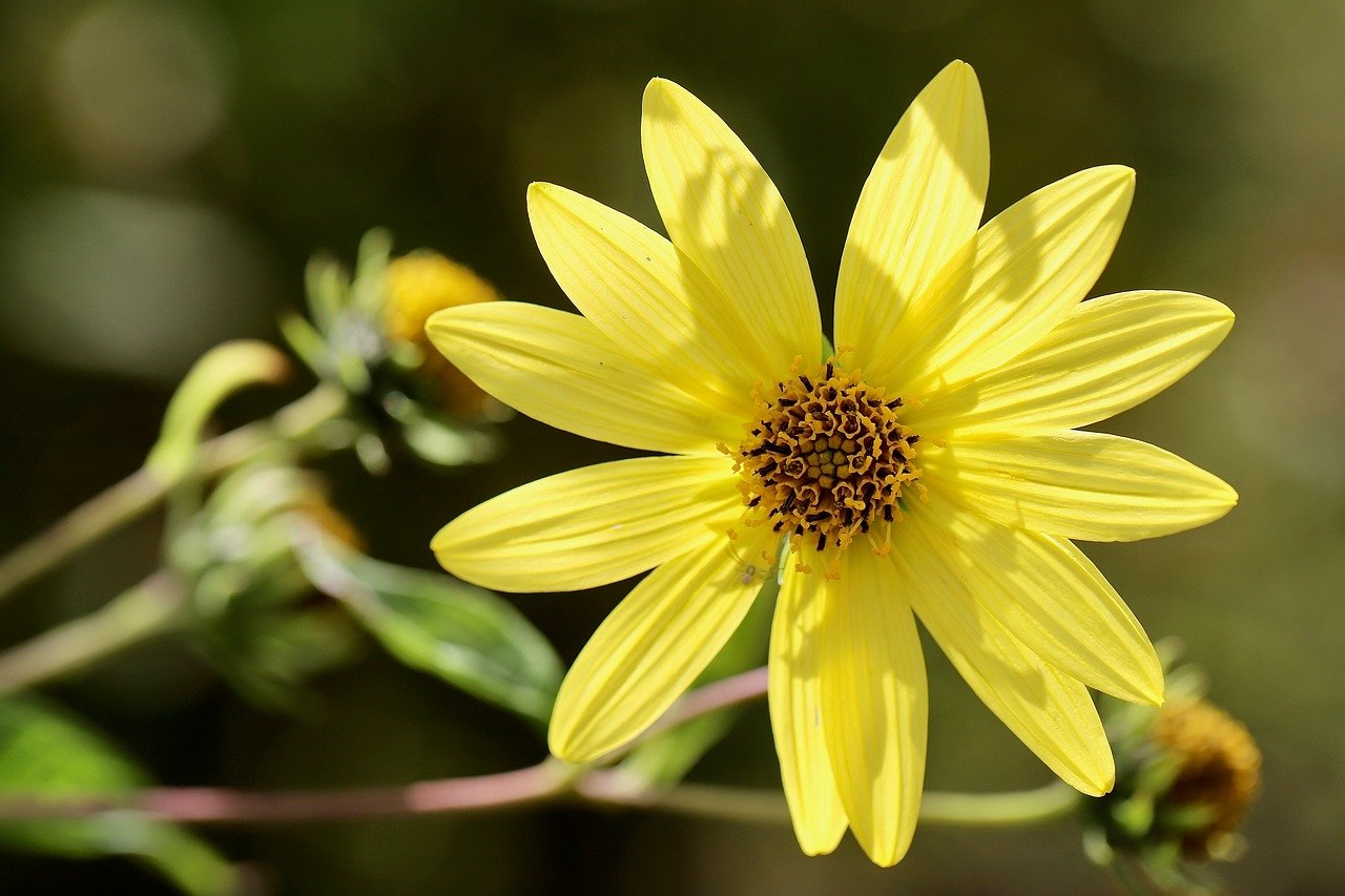 jerusalem artichoke, helianthus tuberosus, crop, yellow flower, hd wallpaper, sunflower, petals, stamens, beautiful flowers, flower wallpaper, background