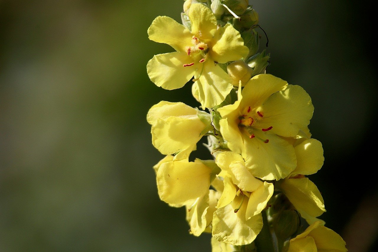 mullein, cottonweed, inflorescence, verbascum, petals, yellow flowers, beautiful flowers, hd wallpaper, flower wallpaper, background