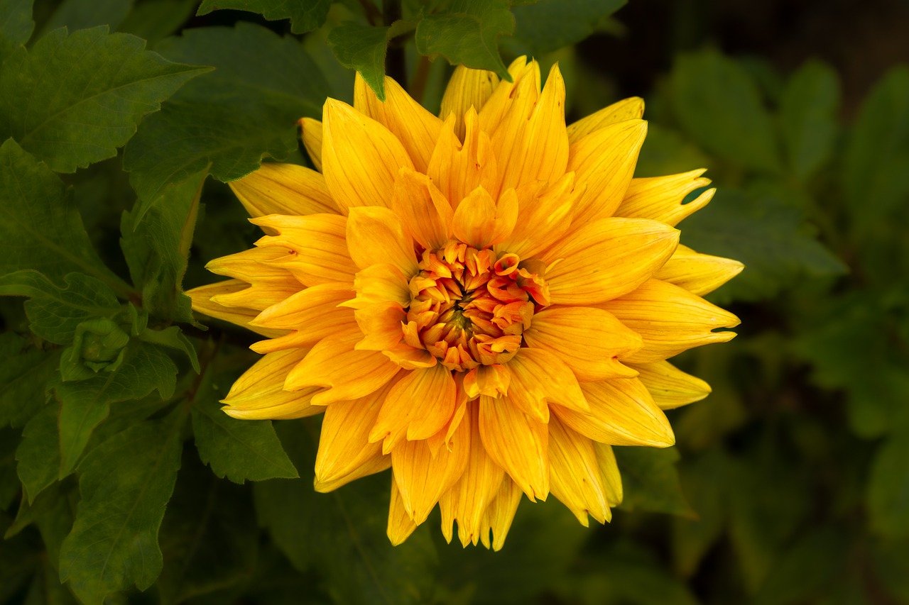 flower, dahlia, blossom, bloom, flora, botany, garden, nature, close up, background, summer, hd wallpaper, bud, yellow, macro, petals, flower wallpaper, full hd wallpaper, 4k wallpaper, desktop backgrounds, structure, flower photography, orange