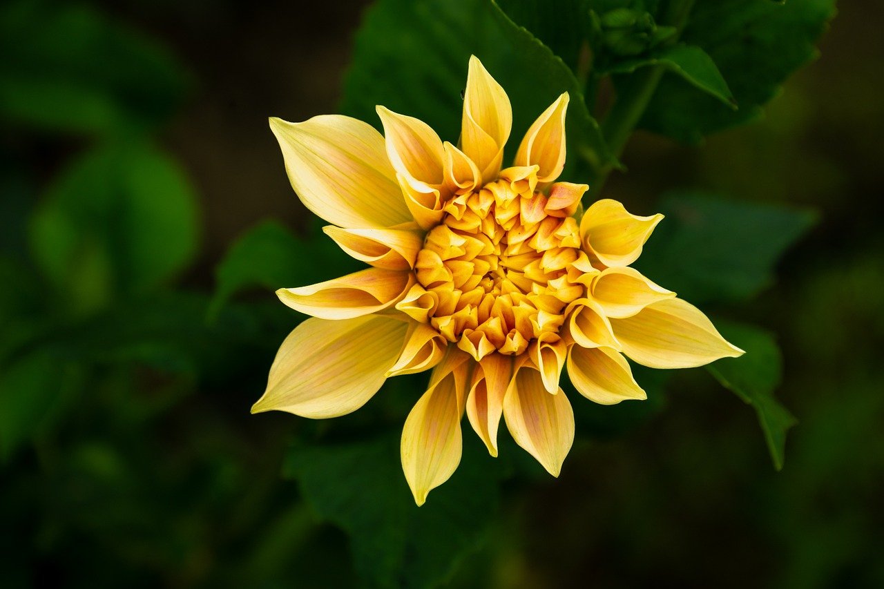 flower, dahlia, wallpaper hd, beautiful flowers, blossom, bloom, laptop wallpaper, hd wallpaper, flora, nature background, botany, garden, nature, close up, background, nature wallpaper, summer, bud, yellow, beautiful wallpaper, cool backgrounds, macro, 4k wallpaper 1920x1080, petals, flower wallpaper, full hd wallpaper, free background, mac wallpaper, 4k wallpaper, beautiful nature, windows wallpaper, wallpaper 4k, desktop backgrounds, floral background, structure, flower photography, free wallpaper, flower background, orange