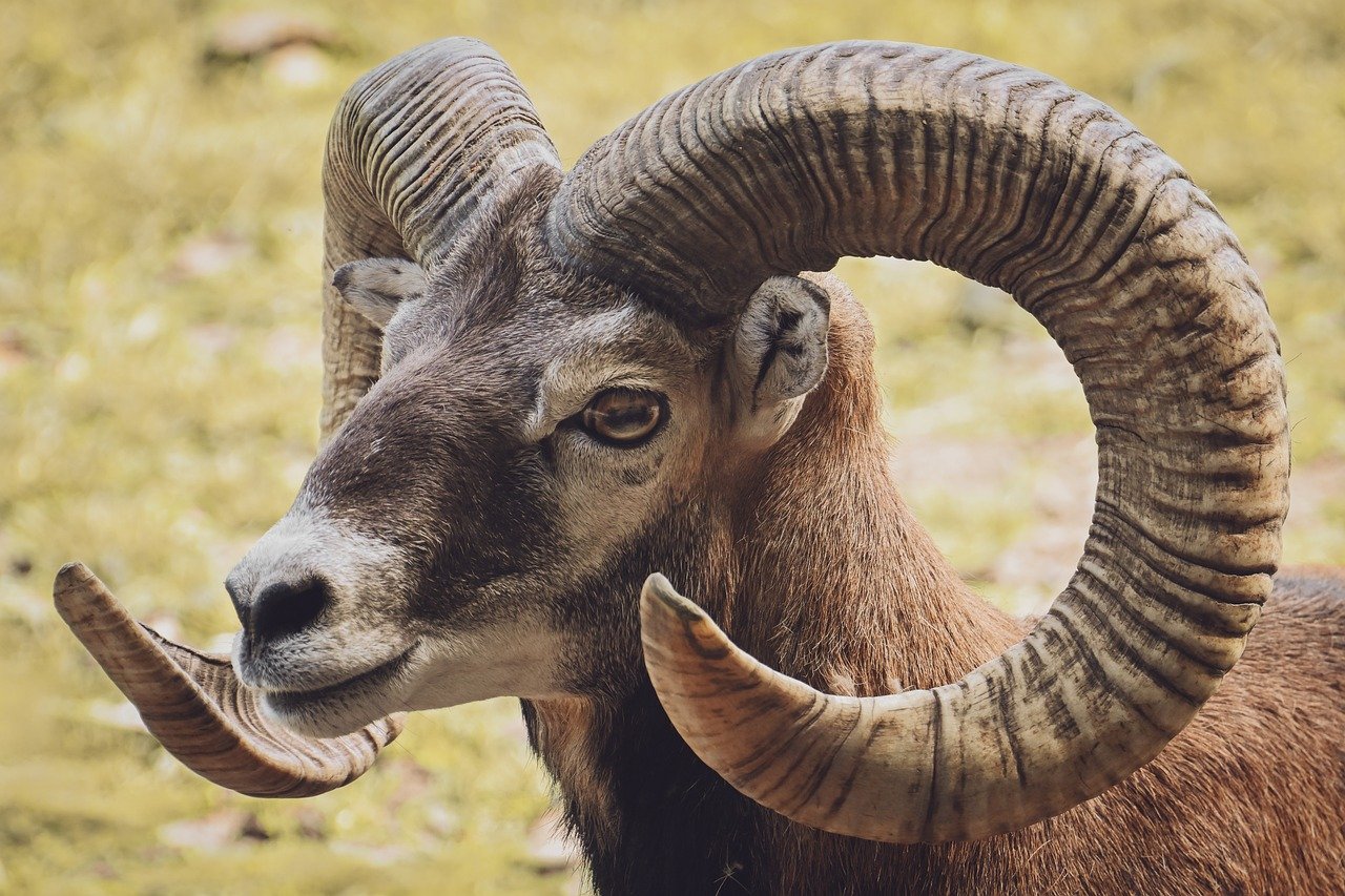 aries, nature, mouflon, mammal, horns, animal, wildlife, wild animal, forest