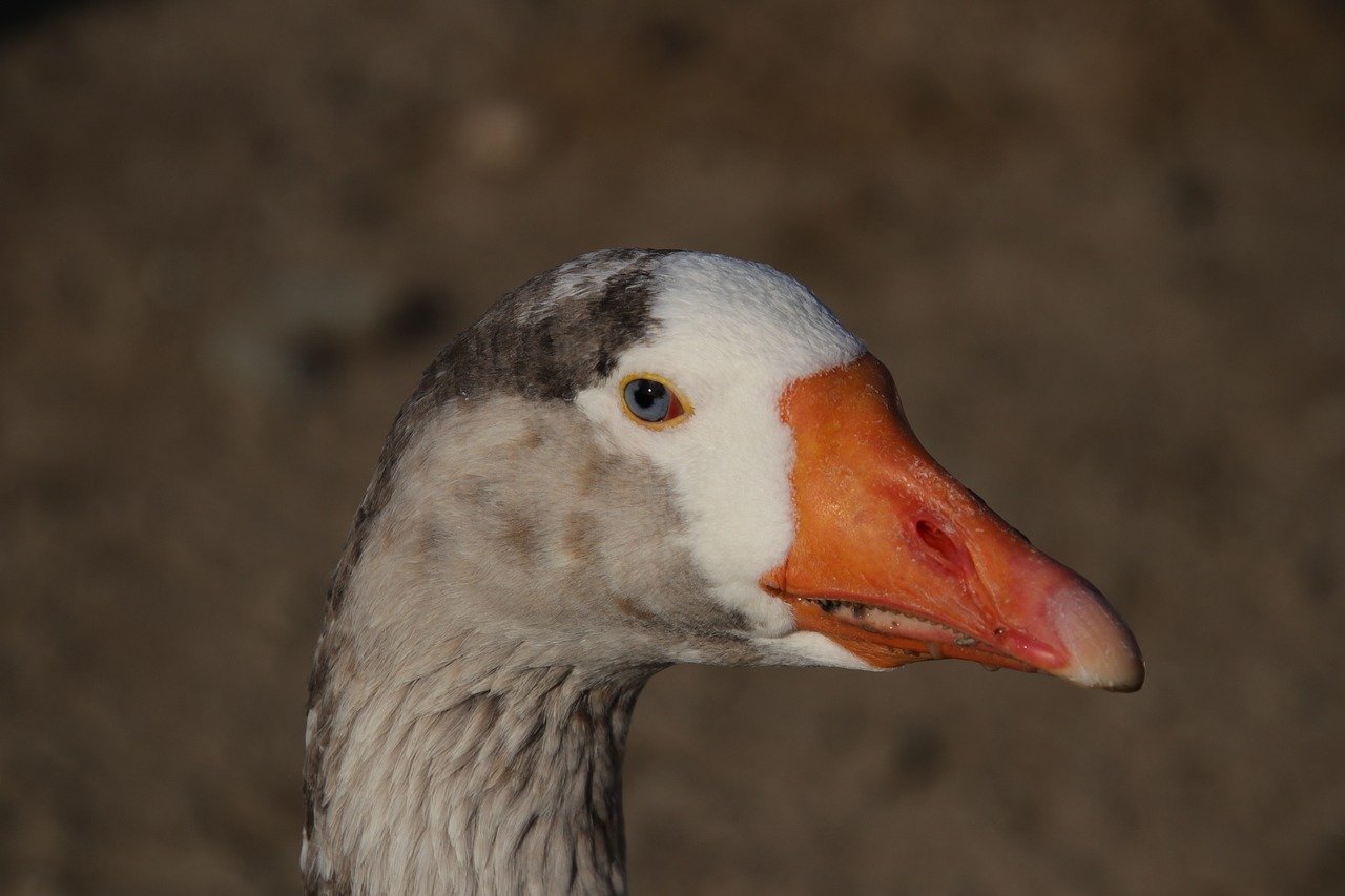 goose, gray goose, bird, waterfowl, ornithology, wild animals, beak, close up, detail, nature, eye, fauna, animal portrait, desktop background