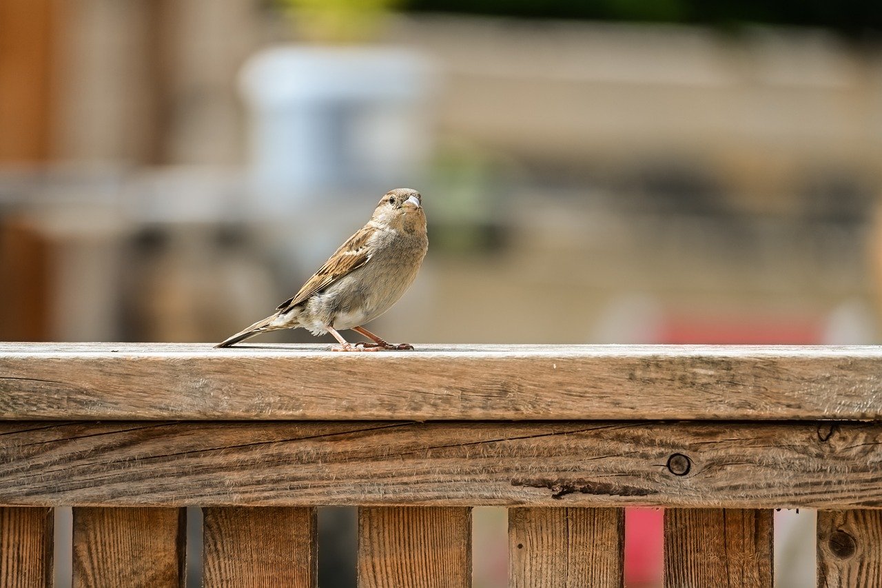 sparrow, bird, nature, wildlife, animal, plumage, beak, ornithology