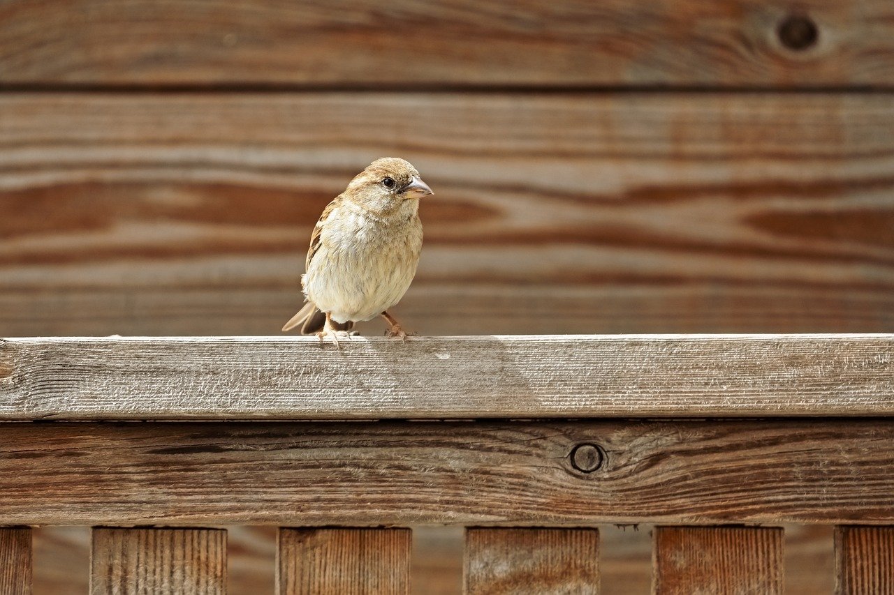 sparrow, bird, nature, wildlife, animal, plumage, beak, ornithology, songbird, feathers, bird watching, sitting