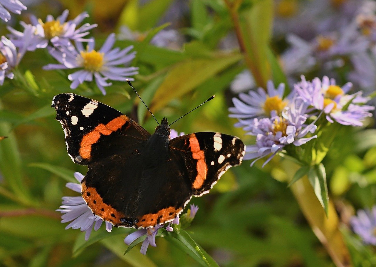 butterfly, admiral, wing, close up, edelfalter, insect, nature, garden, herbstaster, petals, violet, late summer