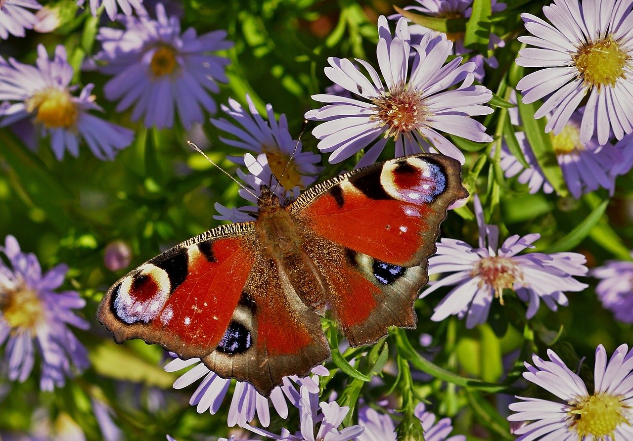 butterfly, peacock butterfly, butterflies, wing, close up, insect, nature, garden, herbstaster, petals, violet, late summer