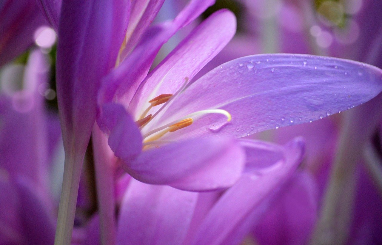 autumn timeless, blossoms, flower, sea of flowers, late summer, ornamental plant, colchicum autumnale, beautiful flowers, hd background, hd wallpaper, floral background, flower background, flower wallpaper, flowers wallpaper, flora, nature, morning dew, dewdrop, dew