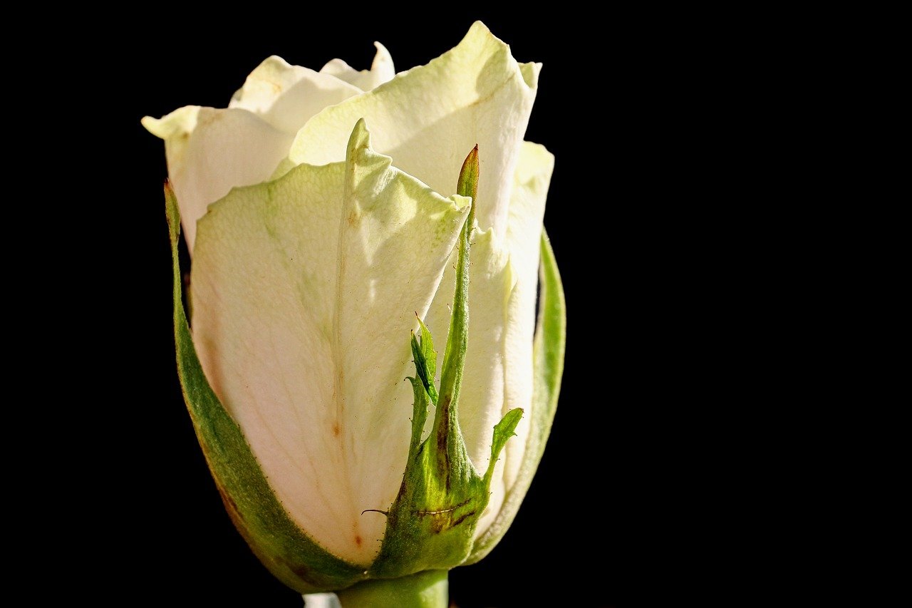 rose, white rose, rose blossom, white, petals, background black, beauty, noble, love, grief