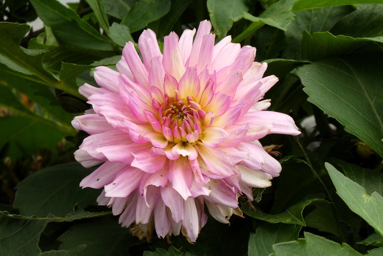 dahlia, blossom, flora, nature, flower, petals, vegetable, detail, garden, plants, ornamental flower, botany, flower garden