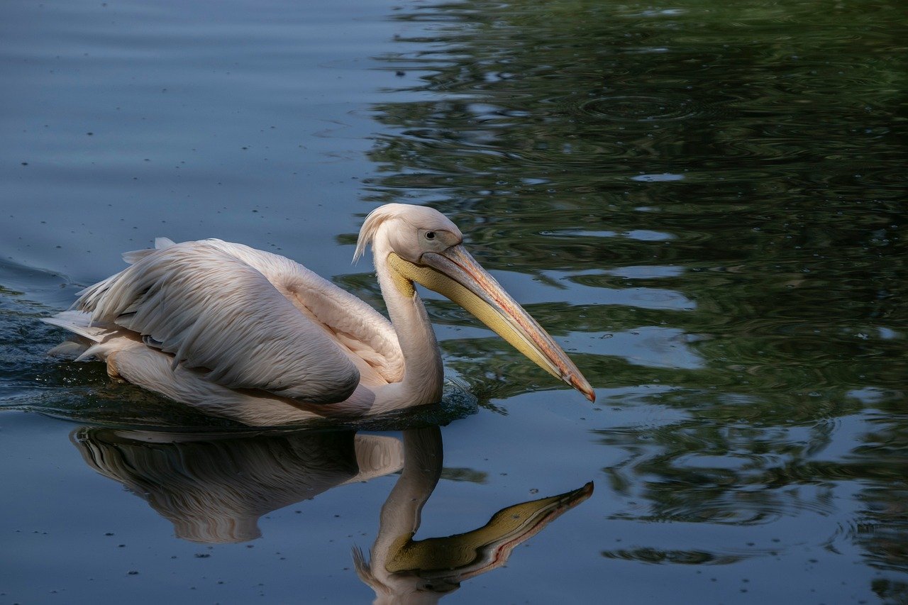bird, animal, beak, plumage, feathers, water, fauna, waterbird, ornithology, avian
