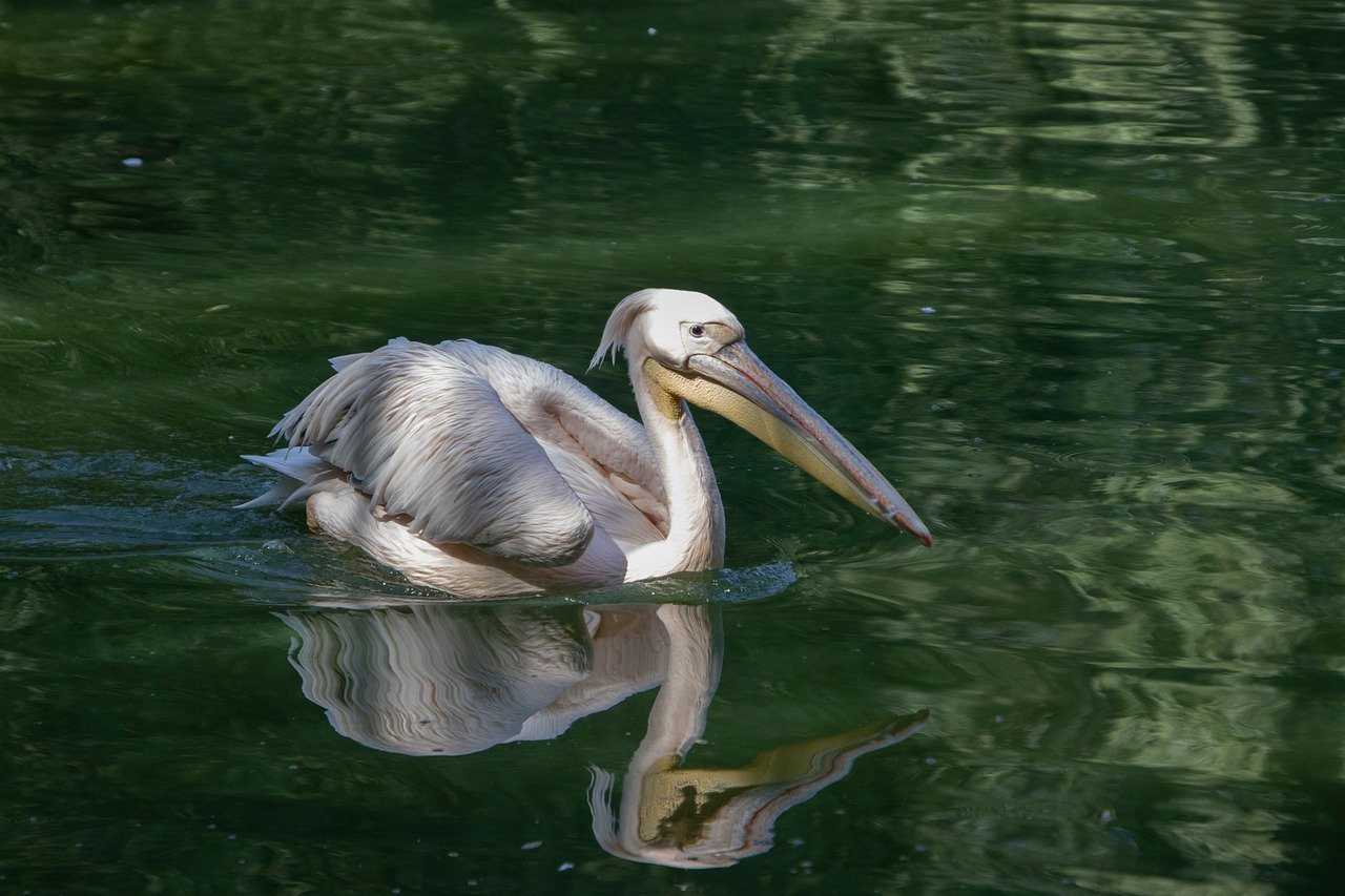 pelican, bird, animal, beak, plumage, feathers, water, fauna, waterbird, ornithology, ocean