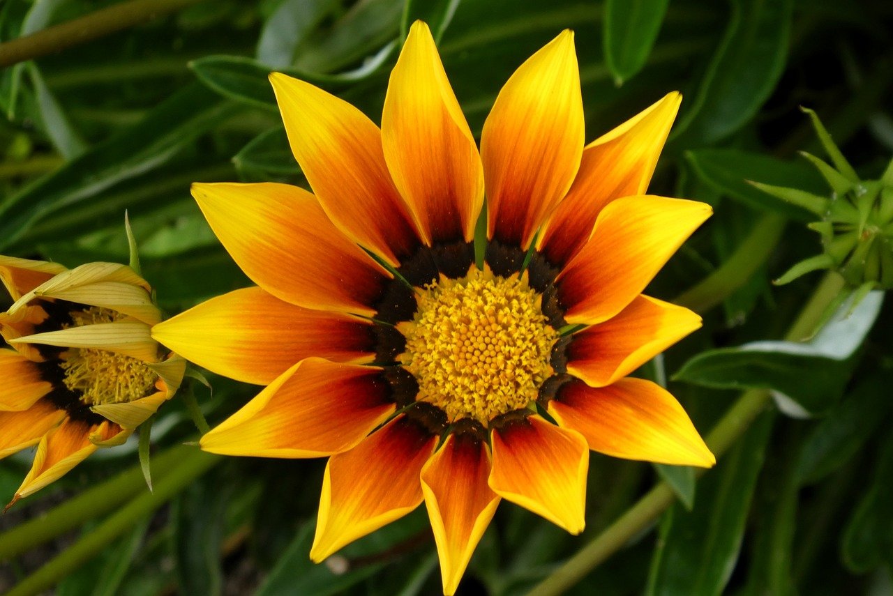 flowers, gazania, nature, garden, blossom, flora, summer, botany