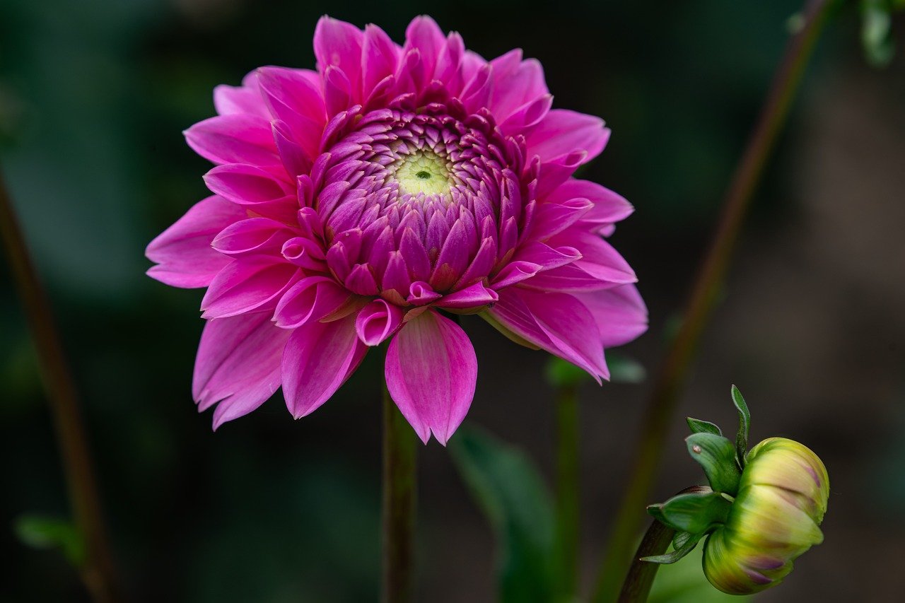 flower, dahlia, blossom, bloom, flora, botany, garden, nature, close up, background, summer, bud, white, macro, petals, flower wallpaper, full hd wallpaper, 4k wallpaper, desktop backgrounds, structure, plant, violet, hd wallpaper, purple, pink