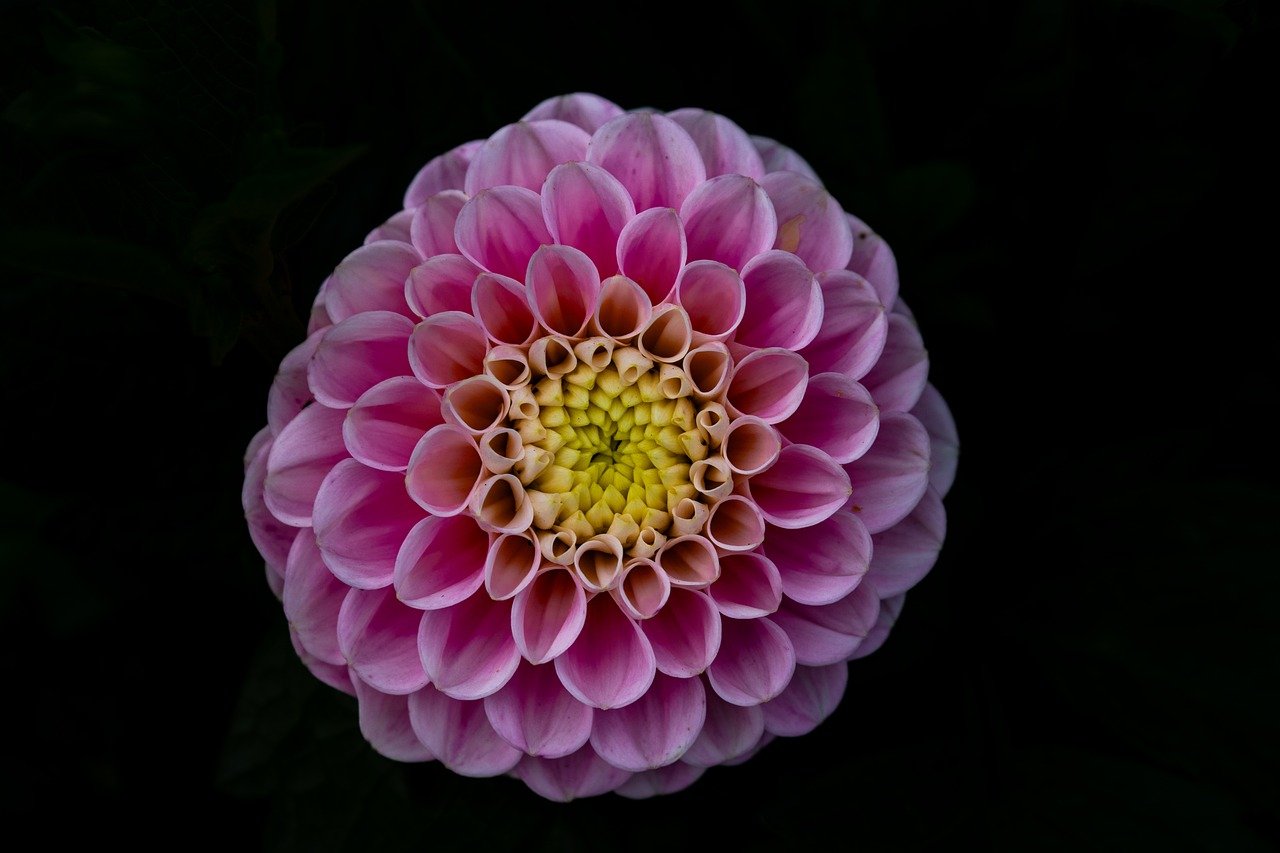 flower, dahlia, blossom, bloom, flora, botany, garden, nature, close up, background, summer, bud, white, macro, petals, flower wallpaper, hd wallpaper, full hd wallpaper, 4k wallpaper, desktop backgrounds, structure, plant, violet, purple, pink