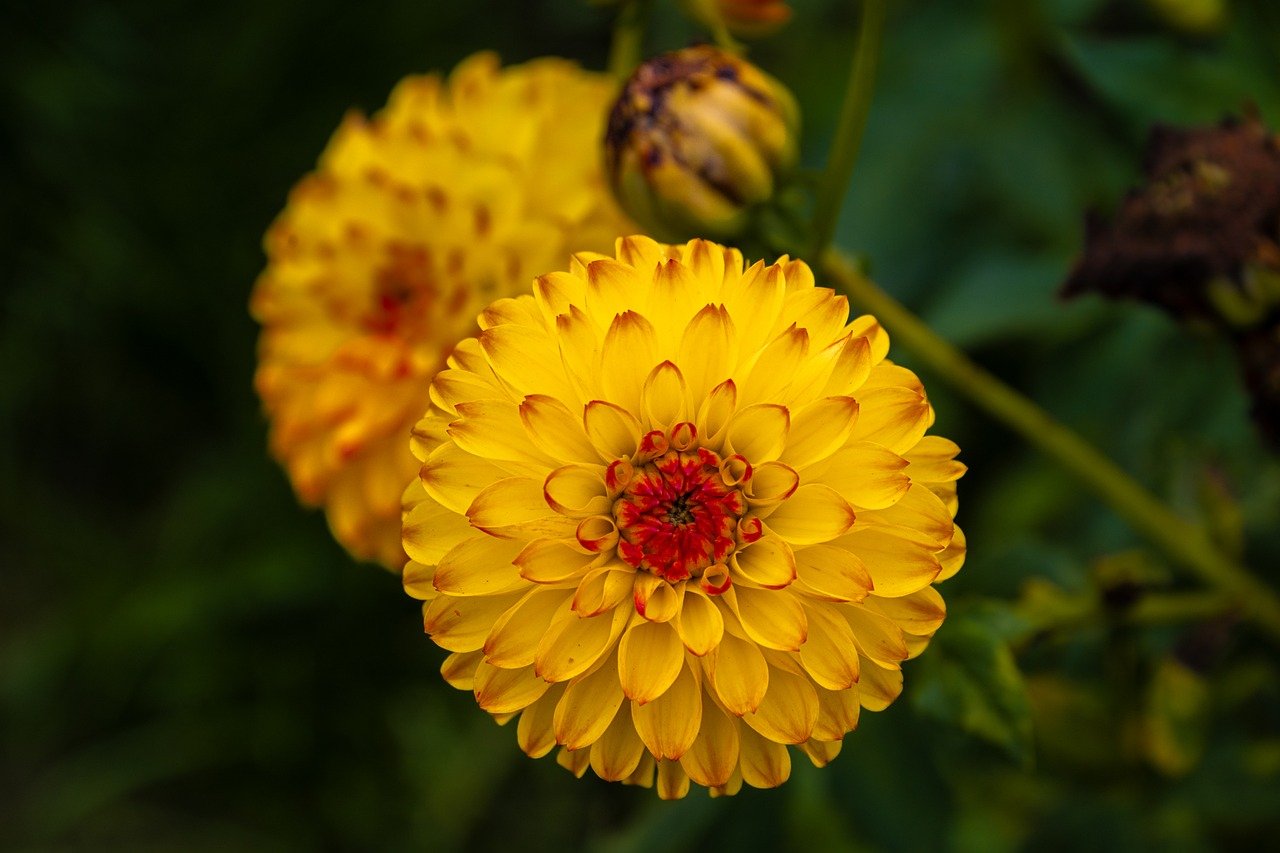 flower, dahlia, blossom, bloom, flora, botany, garden, nature, close up, background, summer, yellow, hd wallpaper, red, orange, summer flower, august, flower wallpaper, fly, insect, hd background, petals, flower photography, gorgeous