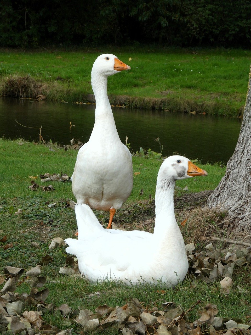 white goose, waterfowl, bird, grass, nature, fauna, animal, wild animals
