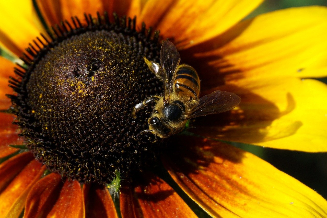 flower, rudbeckia, wallpaper 4k, beautiful flowers, echinacea, pollination, free wallpaper, free background, mac wallpaper, desktop backgrounds, bee, entomology, 4k wallpaper 1920x1080, pollinate, flower background, beautiful nature, winged insects, wallpaper hd, beekeeping, plants, full hd wallpaper, 4k wallpaper, flora, garden, flower wallpaper, close up, nature background, colorful, hd wallpaper, nature, wallpaper, windows wallpaper, laptop wallpaper, cereal, honey bee, nature wallpaper, insect, floral background, cool backgrounds, beautiful wallpaper, bloom, yellow