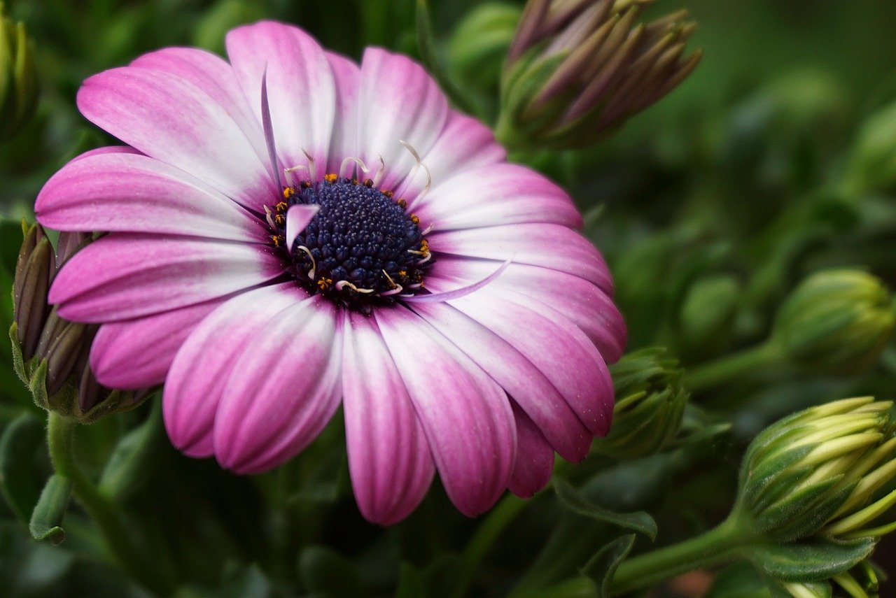flower, daisies, field, colorful daisy, spring flowers, bloom, ornamental plants, nature, plants, flora, meadows, garden, colorful spring, blooming, close up, flowering, cereal, african daisy