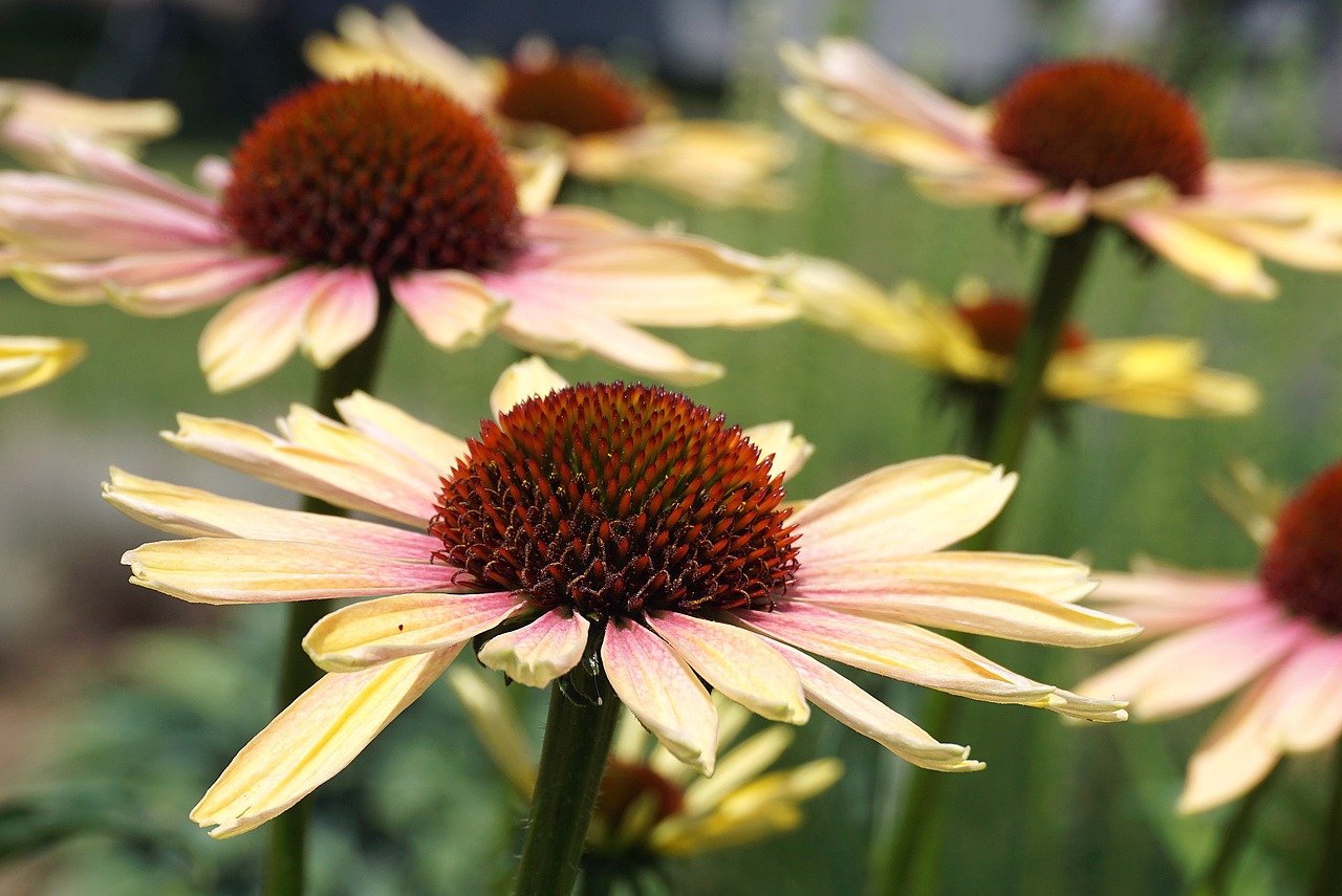 rudbeckia, flower, echinacea, coneflowers, angiosperms, asteraceae, cereal, leaves, flora, botany, plants, garden, nature, outside, close up, summer, colorful flower, colored rudbeckia, yellow flower