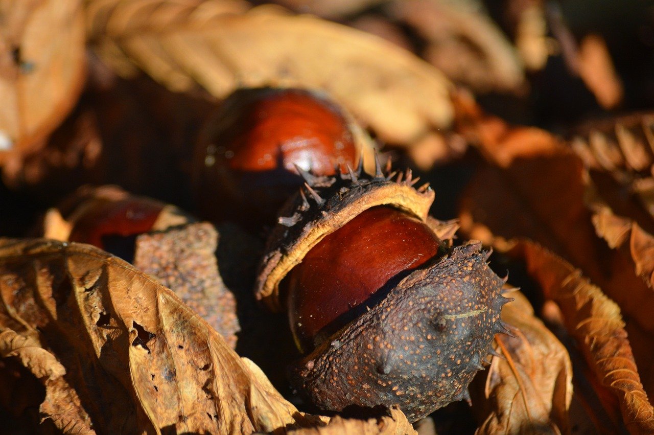 chestnuts, leaves, autumn leaves, chestnut leaves, autumn color, nature, bright, autumn colors, backlighting, autumn mood, mood, foliage coloring, atmospheric, autumnal, nature wallpaper, hd background, autumn motif, prickly, fruit shell, fall, burst, brown seeds