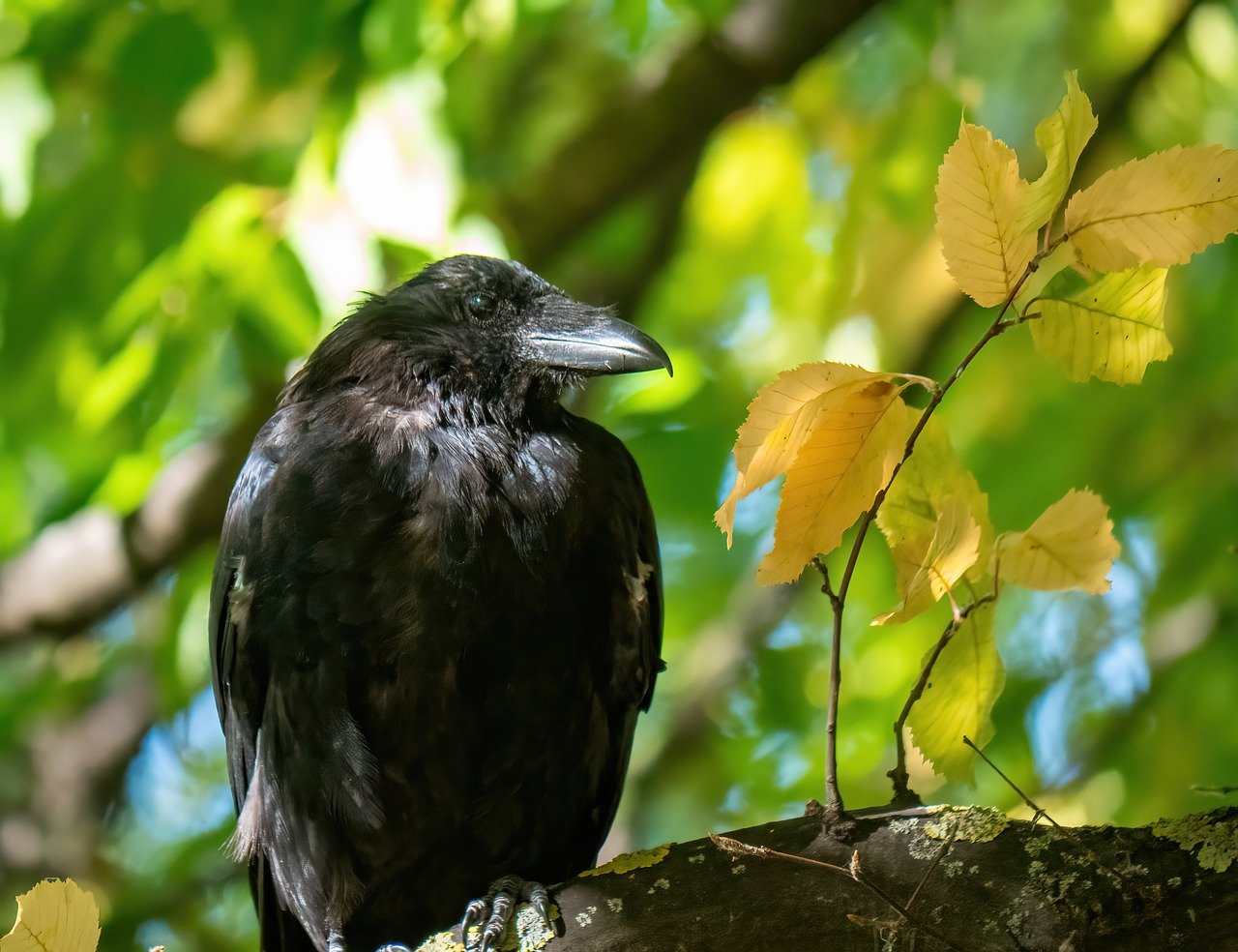 crow, nature, bird, animal, wildlife, black, plumage, fall