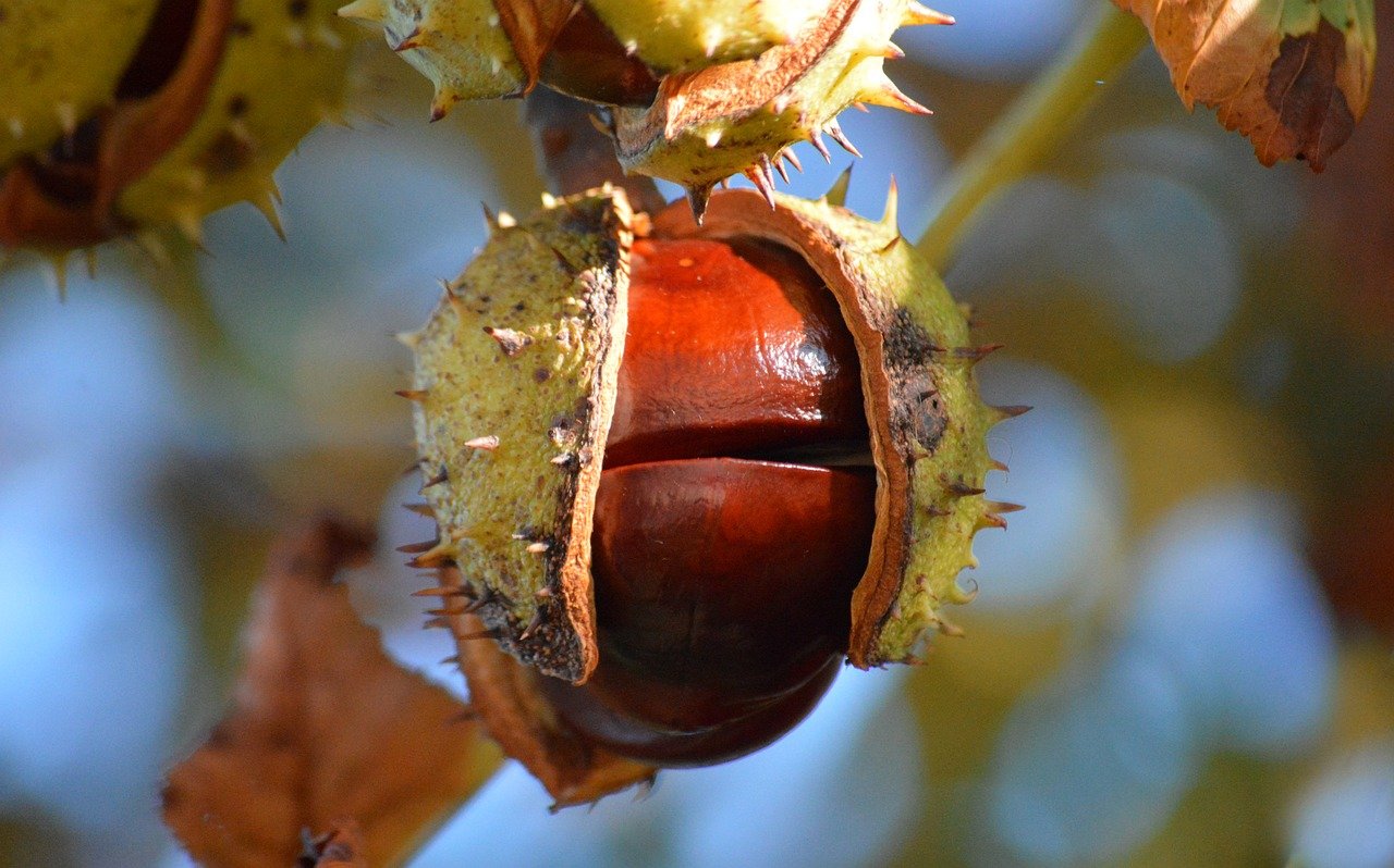 common horse chestnut, chestnuts, horse chestnuts, deciduous tree, capsule fruit, seeds, nature, leaves, autumn leaves, chestnut leaves, autumn color, autumn colors, autumn mood, foliage coloring, autumnal, nature wallpaper, hd background, autumn motif, prickly, fruit shell, fall, burst, brown seeds