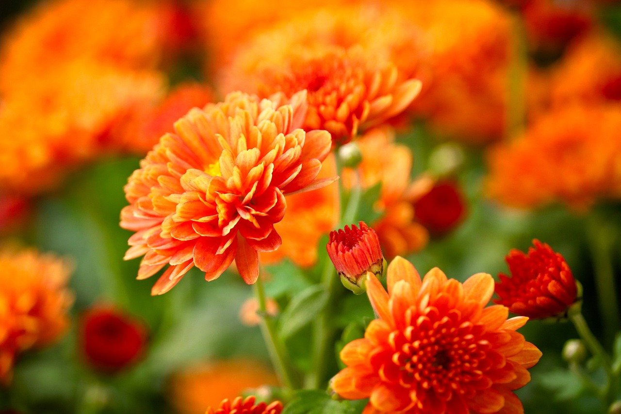 chrysanthemums, blossoms, flowers, petals, fall, orange, bud, nature, botany, plant, close up