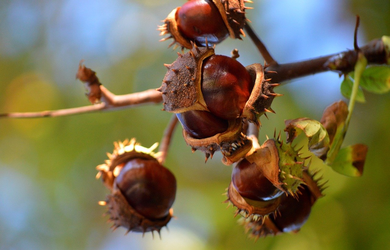 common horse chestnut, chestnuts, horse chestnuts, deciduous tree, capsule fruit, seeds, nature, chestnut leaves, autumn color, autumn colors, autumn mood, foliage coloring, autumnal, nature wallpaper, hd background, autumn motif, prickly, fruit shell, fall, burst, brown seeds